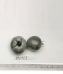 Click for 1 image(s) for this accession. FRUIT